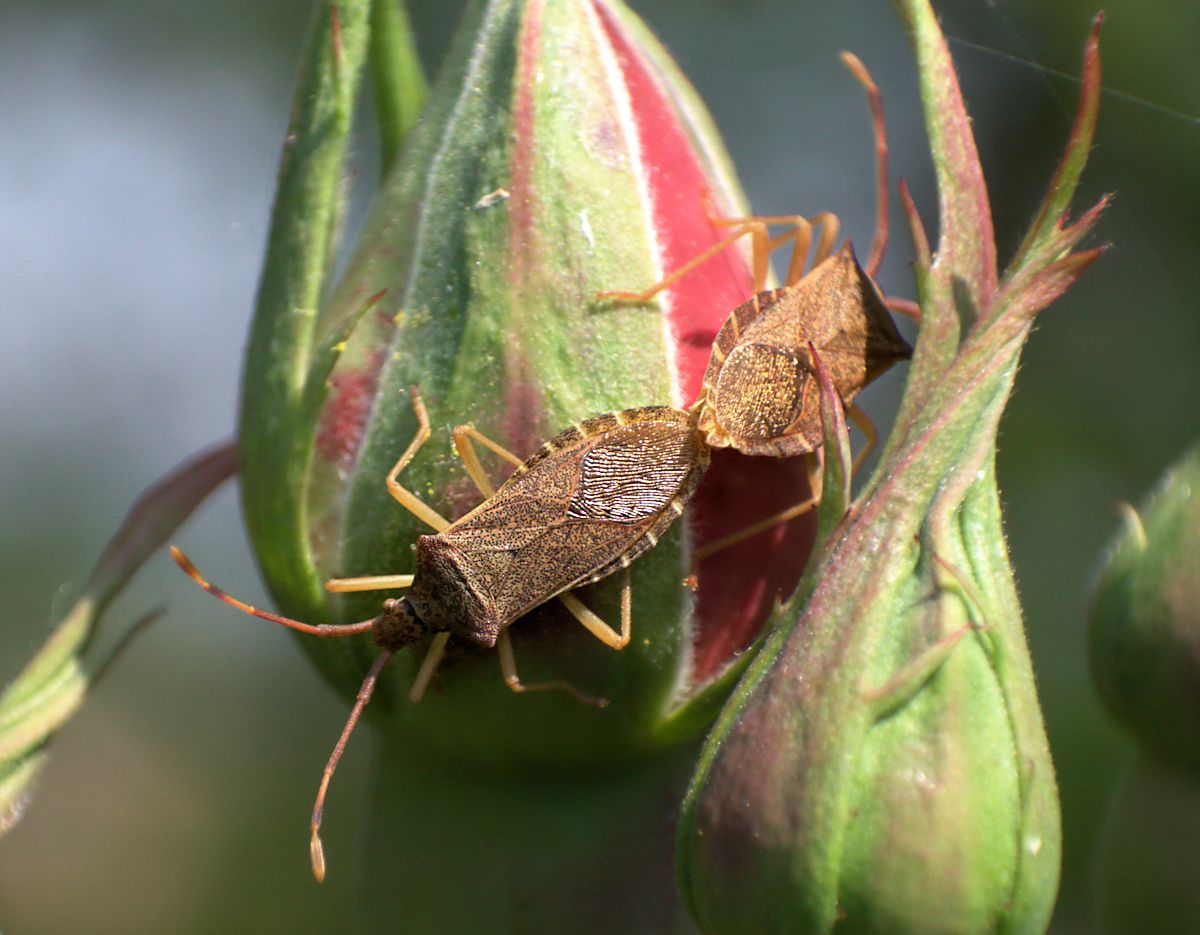 Gonocerus acuteangulatus